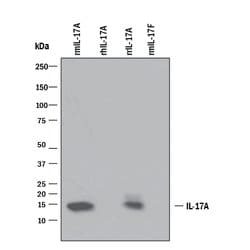 Mouse IL-17/IL-17A Antibody, R D Systems:Antibodies:Primary Antibodies
