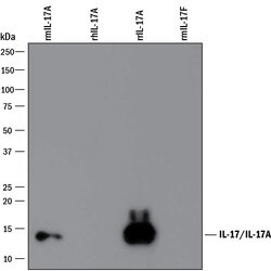 Mouse IL-17/IL-17A Antibody, R D Systems 100&mu;g; Unlabeled:Antibodies,
