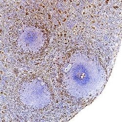 Human IL-18/IL-1F4 Antibody, R D Systems 100 &mu;g; Unconjugated:Antibodies,