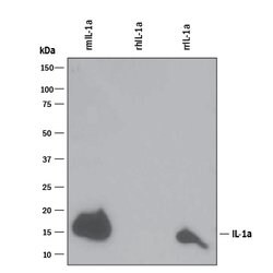 Mouse IL-1 alpha/IL-1F1 Antibody, R D Systems 25&mu;g; Unlabeled:Antibodies,