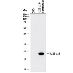 Human IL-23 p19 Antibody, R D Systems:Antibodies:Primary Antibodies