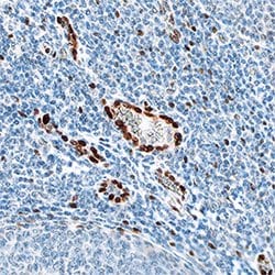 Human IL-33 Antibody, R D Systems:Antibodies:Primary Antibodies