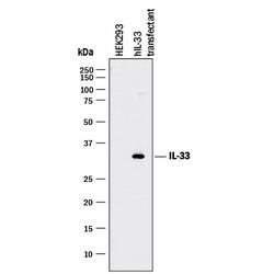 Human IL-33 Antibody, R D Systems:Antibodies:Primary Antibodies