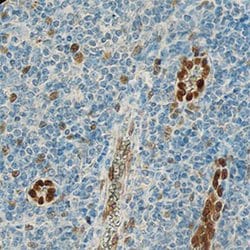Human IL-33 Antibody, R D Systems:Antibodies:Primary Antibodies
