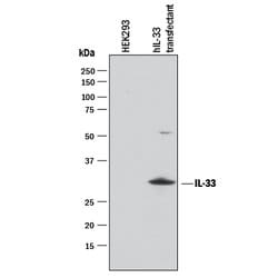 Human IL-33 Antibody, R D Systems:Antibodies:Primary Antibodies