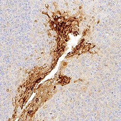 Human IL-36 alpha/IL-1F6 Antibody, R D Systems 25&mu;g; Unlabeled:Antibodies,