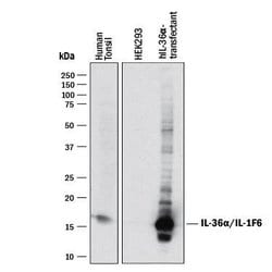 Human IL-36 alpha/IL-1F6 Antibody, R D Systems 25&mu;g; Unlabeled:Antibodies,