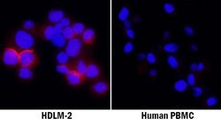 Human IL-4I1 Antibody, R D Systems IL-4I1 Antibody; Unconjugated; 100 μg:Antibodies,