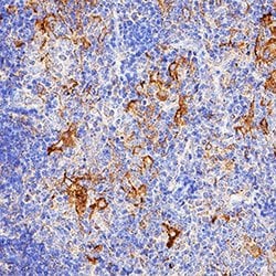 Mouse IL-6 Antibody, R D Systems 25&mu;g; Unlabeled:Antibodies, Polyclonal