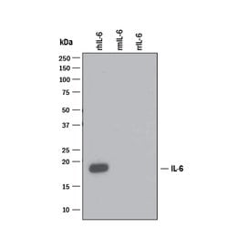 Human/Primate IL-6 Antibody, R D Systems 25&mu;g; Unlabeled:Antibodies,