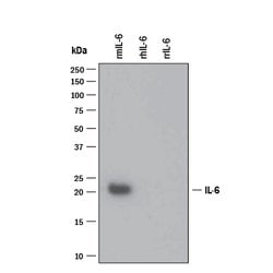 Mouse IL-6 Antibody, R D Systems:Antibodies:Primary Antibodies
