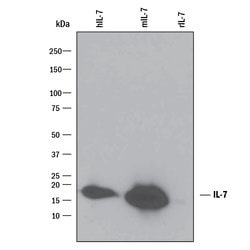 Human IL-7 Antibody, R D Systems 100&mu;g; Unlabeled:Antibodies, Polyclonal