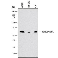 Human/Mouse/Rat IMPA1/IMP1 Antibody, R D Systems 100&mu;g:Antibodies, Monoclonal