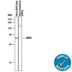 Human IRF3 Antibody, R D Systems 100 &mu;g | Buy Online | R&D Systems | Fisher Scientific