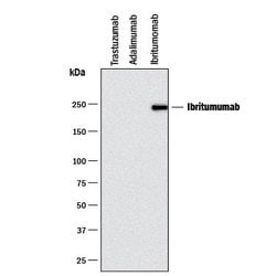 Anti- Ibritumomab (Anti-Idiotype) Antibody, R D Systems:Antibodies:Primary