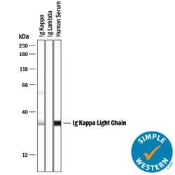 Human Ig Kappa Light Chain Antibody, R D Systems:Antibodies:Primary Antibodies