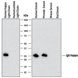 Human Ig Kappa Light Chain Antibody, R D Systems:Antibodies:Primary Antibodies