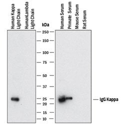 Human/Primate Ig Kappa Light Chain Antibody, R D Systems 100 &mu;g; Unconjugated:Antibodies,