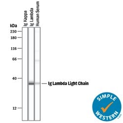 Human Ig Lambda Light Chain Antibody, R D Systems 25 &mu;g; Unconjugated:Antibodies,