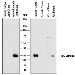 Human Ig Lambda Light Chain Antibody, R D Systems 25 &mu;g; Unconjugated:Antibodies,