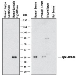 Human Ig Lambda Light Chain Antibody, R D Systems 25 &mu;g; Unconjugated:Antibodies,