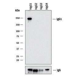Human IgG1 Antibody, R D Systems 25 &mu;g; Unconjgated:Antibodies, Monoclonal