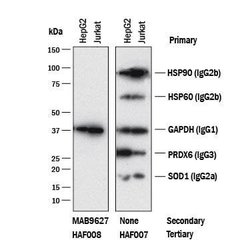 Mouse IgG1 Antibody, R&D Systems™
