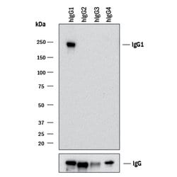 Human IgG1 Antibody, R D Systems:Antibodies:Primary Antibodies