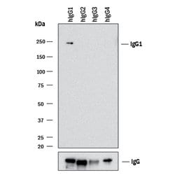 Human IgG1 Antibody, R D Systems 100&mu;g:Antibodies, Monoclonal