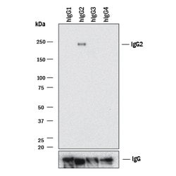 Human IgG2 Antibody, R D Systems:Antibodies:Primary Antibodies