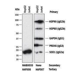 Mouse IgG2A Antibody, R D Systems 100&mu;g:Antibodies, Monoclonal