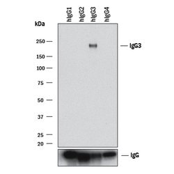 Human IgG3 Antibody, R D Systems IgG3 Antibody; Unconjugated; 100 &mu;g:Antibodies,