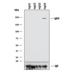 Human IgG4 Antibody, R D Systems:Antibodies:Primary Antibodies