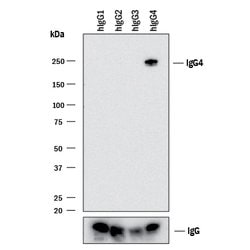 Human IgG4 Antibody, R D Systems 25&mu;g:Antibodies, Monoclonal