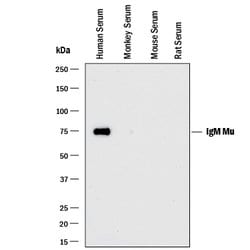 Human IgM Antibody, R D Systems 25ug; Unlabeled:Antibodies, Monoclonal