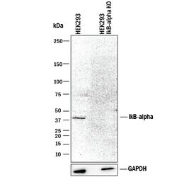 Human/Mouse IkB-alpha Antibody, R D Systems 100 &mu;g | Buy Online | R&D Systems | Fisher Scientific