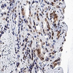 Human IkB-alpha Antibody, R D Systems 25&mu;g; Unlabeled:Antibodies, Monoclonal
