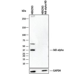 Human IkB-alpha Antibody, R D Systems 25&mu;g; Unlabeled:Antibodies, Monoclonal