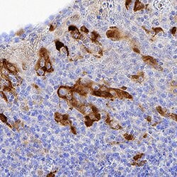 Human Indoleamine 2,3-dioxygenase/IDO Antibody, R D Systems 100 &mu;g;