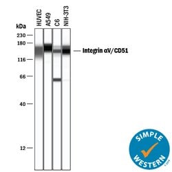 Human/Mouse/Rat Integrin alpha V/CD51 Antibody, R D Systems 100&mu;g; Unlabeled:Antibodies,