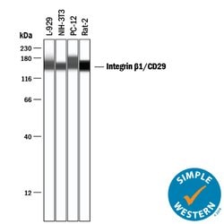 Mouse/Rat Integrin beta 1/CD29 Antibody, R D Systems 100&mu;g; Unlabeled:Antibodies,