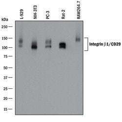 Mouse/Rat Integrin beta 1/CD29 Antibody, R D Systems 100&mu;g; Unlabeled:Antibodies,