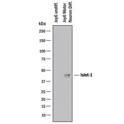 Human Islet-1 Antibody, R D Systems 25&mu;g; Unlabeled:Antibodies, Polyclonal
