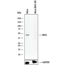 Human Isocitrate Dehydrogenase 1/IDH1 Antibody, R D Systems 25&mu;g; Unlabeled:Antikörper