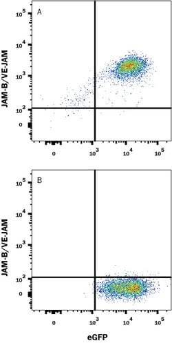 Human JAM-B/VE-JAM Antibody, R D Systems 25 &mu;g; Unconjugated:Antibodies,