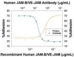 Human JAM-B/VE-JAM Antibody, R D Systems 100 &mu;g; Unconjugated:Antibodies,