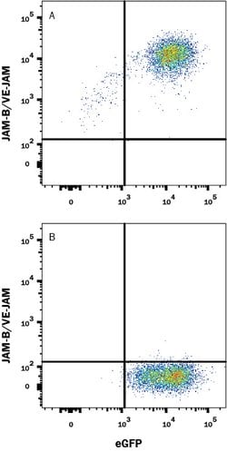 Human JAM-B/VE-JAM Antibody, R D Systems 100 &mu;g; Unconjugated:Antibodies,