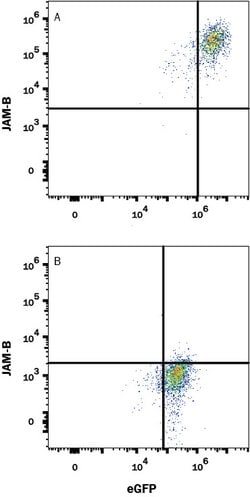 Human JAM-B/VE-JAM Antibody, R D Systems 100&mu;g:Antibodies, Monoclonal