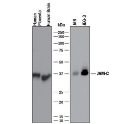 Human JAM-C Antibody, R D Systems 100&mu;g; Unlabeled:Antibodies, Polyclonal