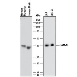 Human JAM-C Antibody, R D Systems 500ug; Unlabeled:Antibodies, Monoclonal